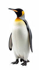 Fototapeta premium Majestic penguin stands upright, showcasing its distinctive black and white feathers with vibrant orange and yellow throat. This elegant bird