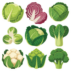 Collection of fresh green and red cabbage cauliflower broccoli bok choy and brussels sprouts