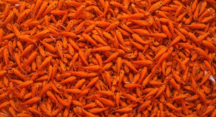 Vibrant School of Orange Fish Swimming in Clear Water for Aquatic Lovers