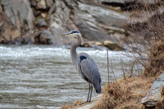 large blue heron perched by a riverbank