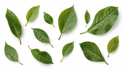 Fototapeta premium Green leaves showing different sizes and shapes on white background