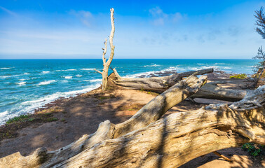 Weathered driftwood on a coastal bluff overlooking the Pacific Ocean at J V Fitzgerald Marine...