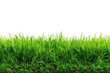 Obraz premium Lush grass against a light backdrop