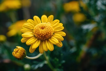 Obraz premium Macro shot of a yellow argyranthemum frutescens bud in the wild