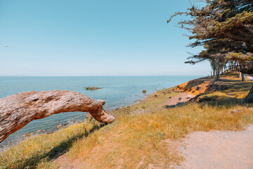 Coyote Point Recreation Area in San Mateo with a scenic bay view, leaning tree trunk, coastal trail, and calm waters under a clear blue sky. Peaceful spot along San Francisco Bay