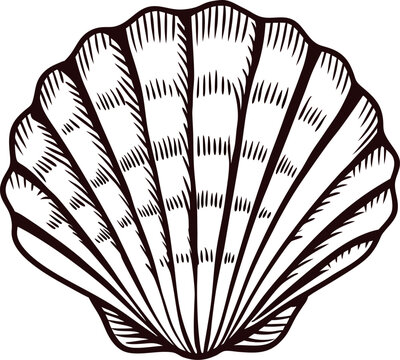 Hand drawn scallop shell isolated on white background vintage engraved monochrome marine illustration