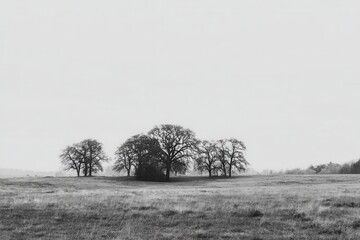 Monochrome trees in a meadow
