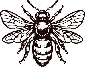 Obraz premium Intricate hand drawn honey bee illustration with detailed wings and body black lines on white background