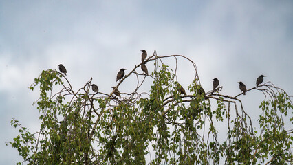 a group of starling birds perching on a birch at a summer day