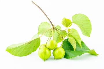Fresh tung fruit on white background