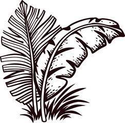 Obraz premium Hand drawn banana palm leaves and grass in vintage engraved isolated on white background