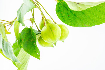 Fresh tung fruit on white background