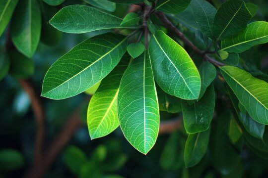New leaves of the banyan tree
