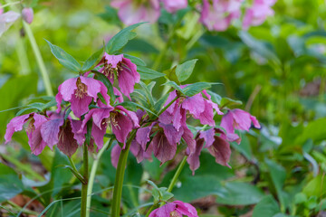 ピンクのクリスマスローズが咲く春の花壇