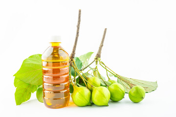 Fresh tung fruit and tung oil on white background