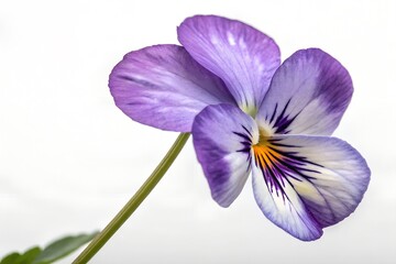 Obraz premium viola tricolor flower isolated on white