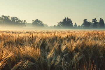 Old image of a summer morning in a Polish rye field