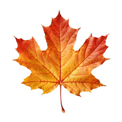 Obraz premium Autumn maple leaf isolated on transparent background
