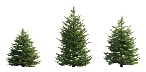 Abies concolor frontal set (the white, concolor, or Colorado fir) Pine-tree big tall tree isolated png on a transparent background premium cutout Pine