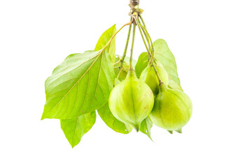 Fresh tung fruit on white background