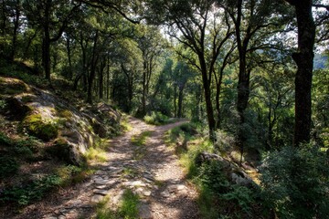 Obraz premium Path in the shared Olargues forest within the Haut Languedoc Nature Park
