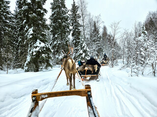 reindeer sled experience © Josef