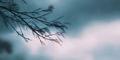 Blurred photography of out of focus silhouette of tree branches against moody sky nature environment