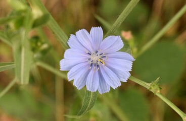 Détail d'une Chicorée amère (Cichorium intybus) fleurissant dans la nature.
