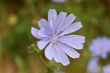Obraz premium Détail d'une Chicorée amère (Cichorium intybus) fleurissant dans la nature.