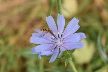 Détail d'une Chicorée amère (Cichorium intybus) fleurissant dans la nature.