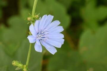 Détail d'une Chicorée amère (Cichorium intybus) fleurissant dans la nature.
