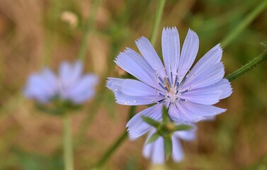 Détail d'une Chicorée amère (Cichorium intybus) fleurissant dans la nature.