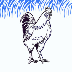Rooster Illustration: Farm Animal Line Drawing