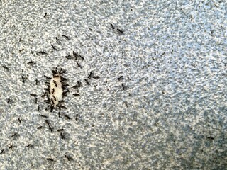 A group of small black ants are swarming around a grain of rice on the ground