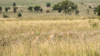 Two majestic cheetah peacefully resting in the vast African savannah grasslands under the sun