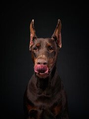 A Doberman Pinscher playfully licks its lips while posing against a black background. The lighting...