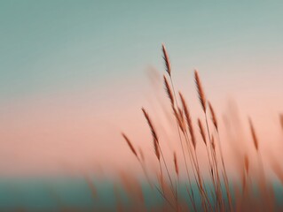 Soft blurred meadow field at sunset pastel photography nature environment serene viewpoint