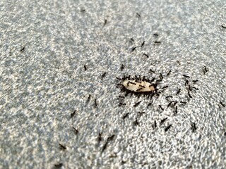 A group of small black ants are swarming around a grain of rice on the ground