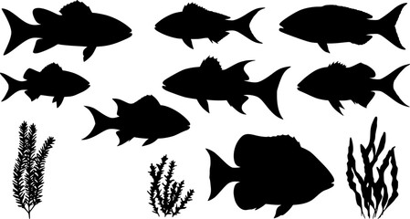 sea animals, fish, algae set silhouette ,on white background, vector

