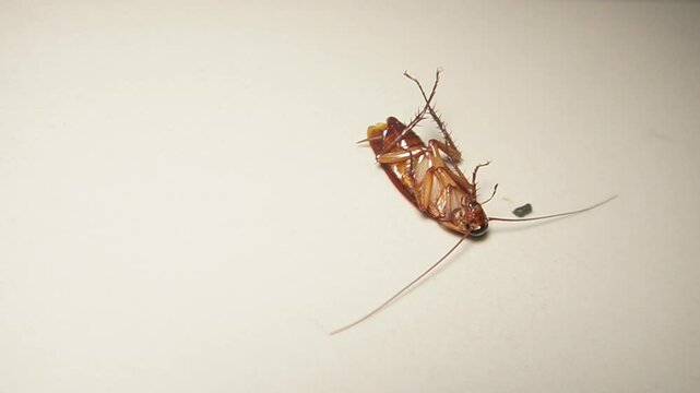 A dying cockroach almost died because it was sprayed with insect repellent