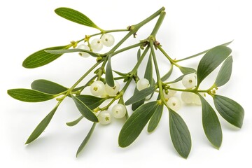 viscum album isolated on white