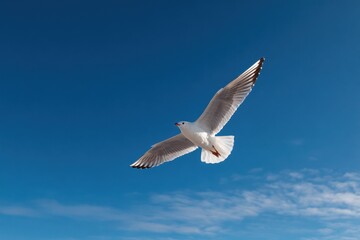 Fototapeta premium Seagull soaring against a blue sky