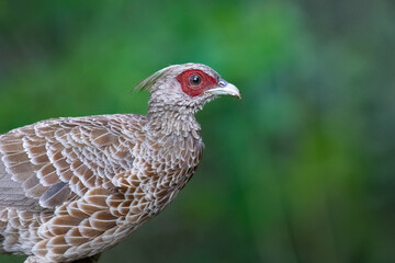 The kalij pheasant (Lophura leucomelanos), or simply kalij, is a pheasant found in forests and thickets, especially in the Himalayan foothills, from Nepal, Pakistan to western Thailand.