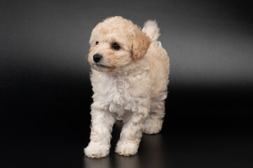 Funny cute fluffy poodle dog
