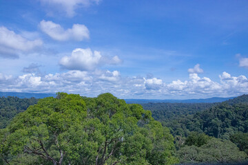 Fototapeta premium Midsummer in temburong National Park, Brunei