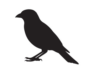  Bird Silhouette black Vector Image white background