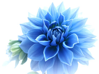Obraz premium Blue Dahlia Flower Petals isolated on a transparent background