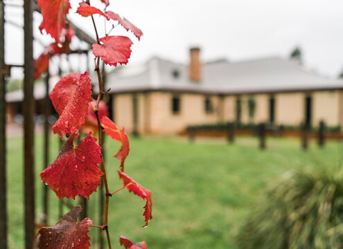 Red Vine with Mudbrick Homestead in Background