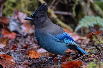 Steller s Jay in Vancouver British Columbia