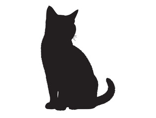 black cat on white background